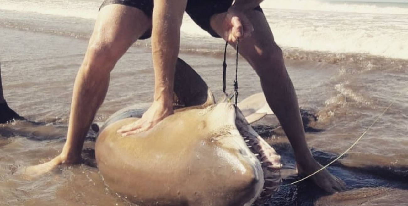 Viral: pescaron un enorme tiburón en el sur de Buenos Aires y lo devolvieron al mar