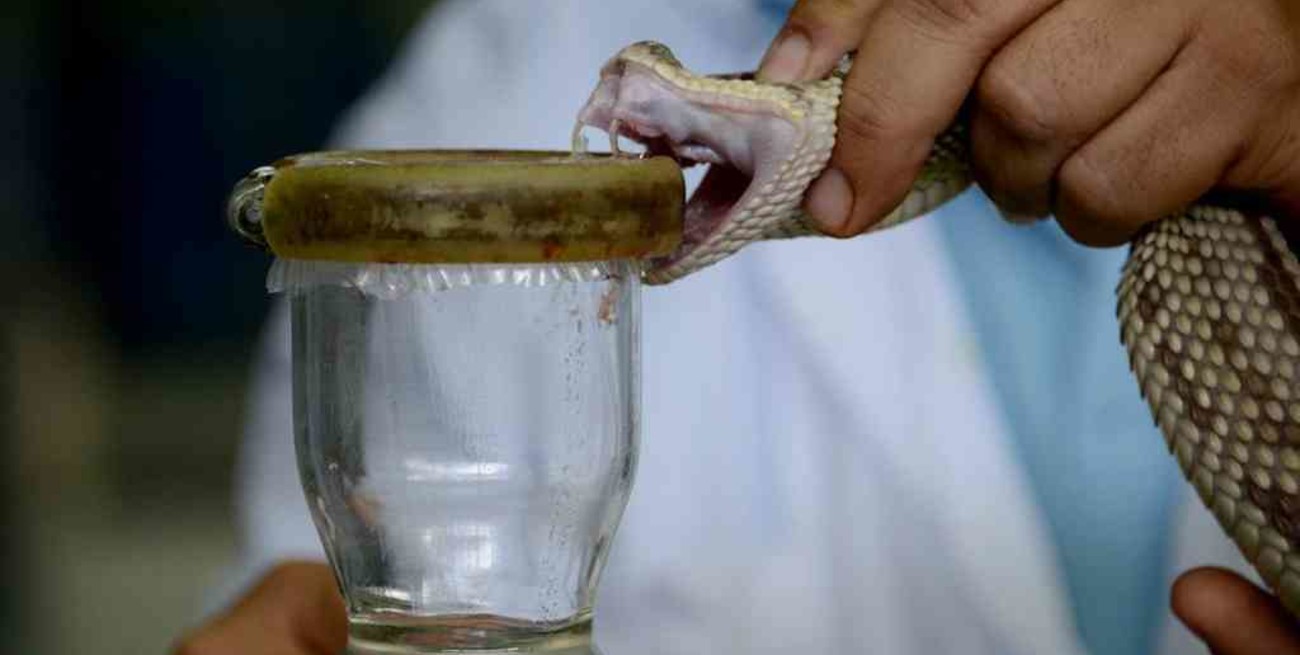 Corrientes: entregan a hospitales sueros antiofídicos desarrollados con veneno de serpientes