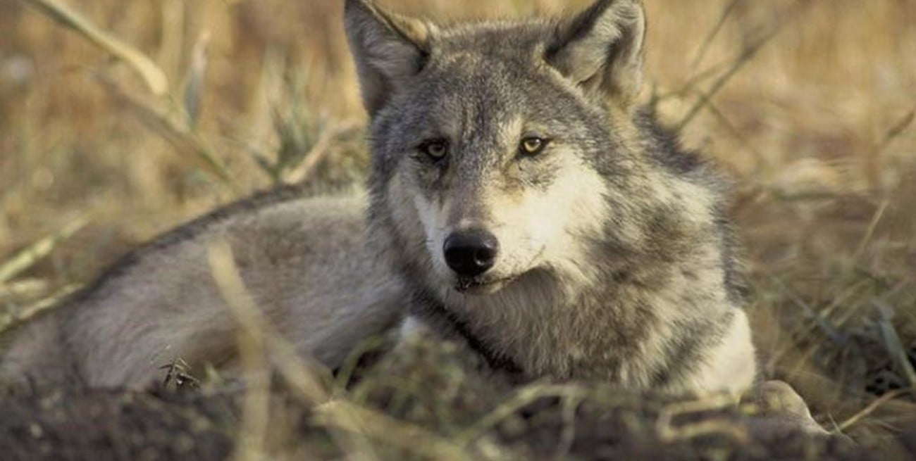 Estados Unidos: un juez federal restableció la prohibición de caza para el lobo gris