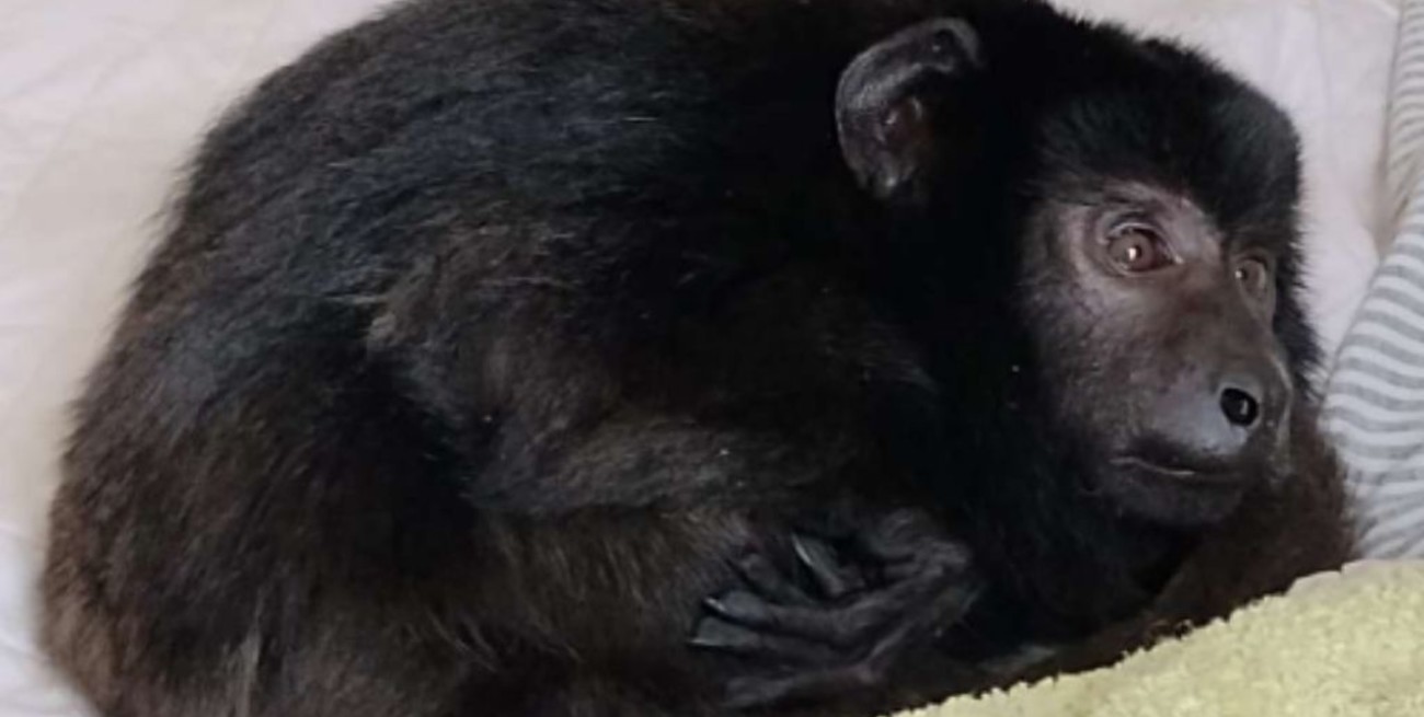 Allanaron una casa por ruidos molestos: encontraron un mono encerrado y cocaína