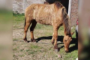 ELLITORAL_395283 |  Archivo El Litoral La veterinaria oficial constató que los animales presentan signos de desnutrición y maltrato físico.