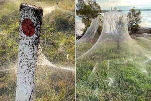 Imagen ilustrativa El estado australiano de Victoria está cubierto de enormes telarañas.