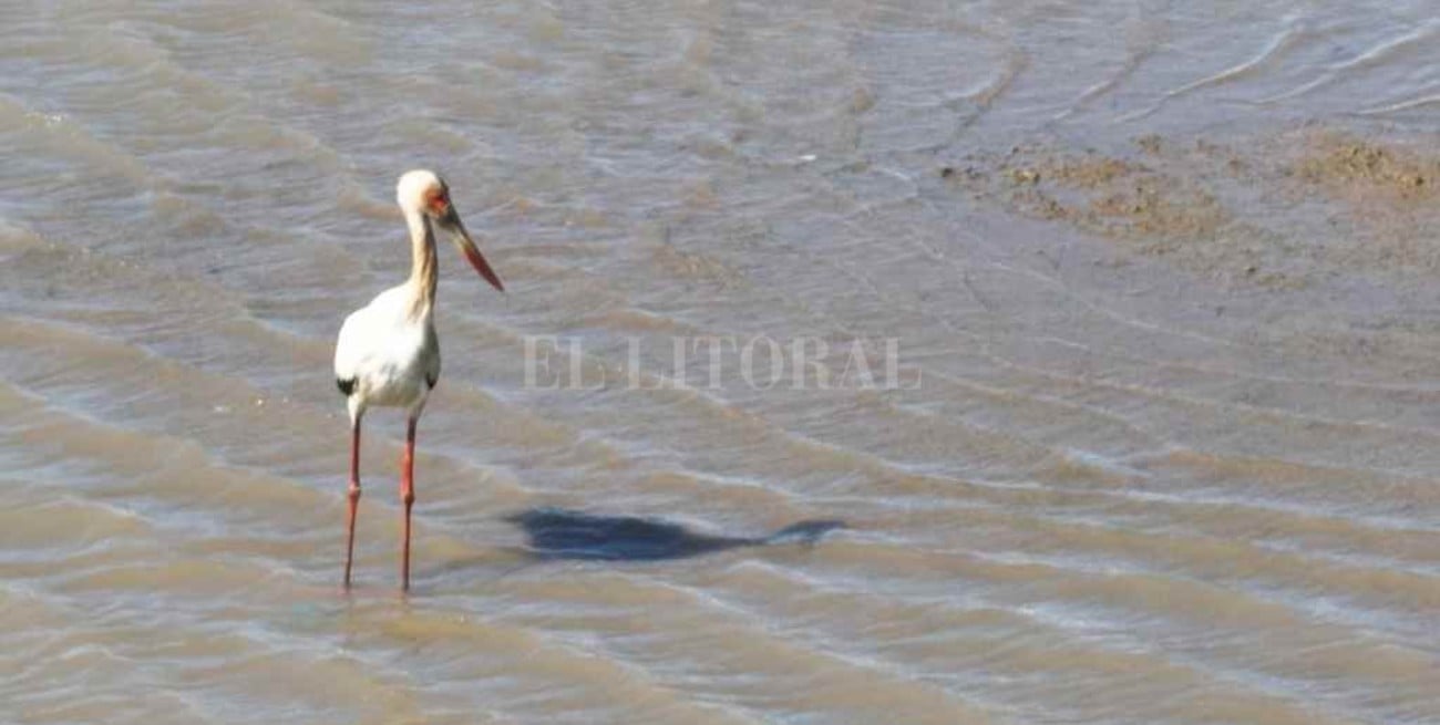 Cigüeñas en la Laguna Setúbal: turistas de paso en su viaje a Brasil