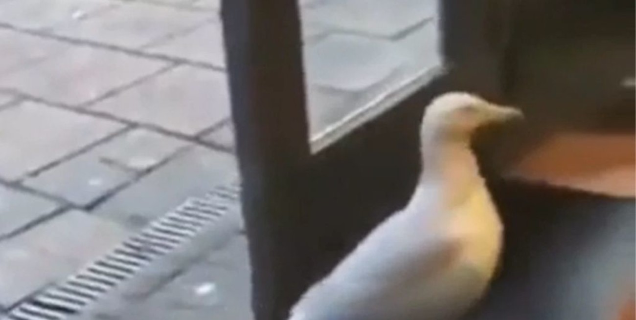 Video: una gaviota robó una bolsa de papas fritas de un kiosco