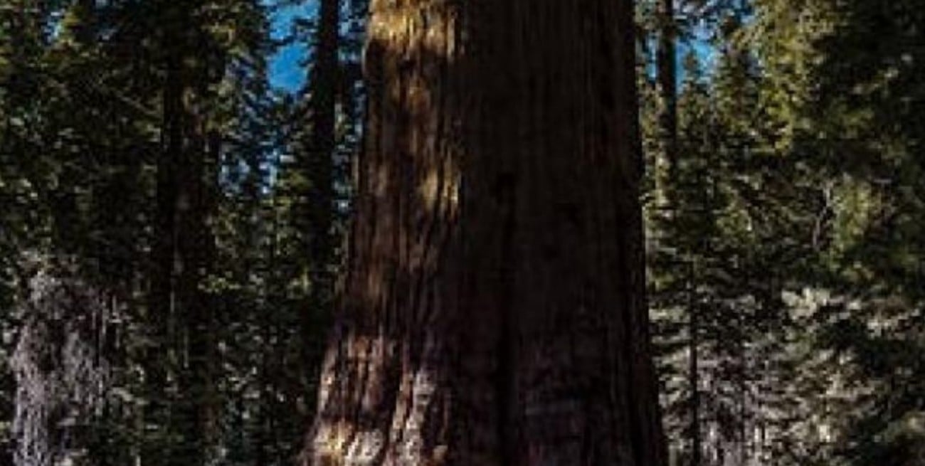 En California luchan para salvar al árbol más grande del mundo de los incendios 