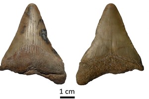 ELLITORAL_418350 |  Agencia CTyS