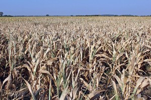 ELLITORAL_432971 |  Archivo D.R