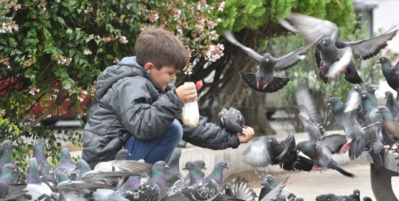 Superpoblación de palomas: proponen cuidarlas bajo un control de natalidad