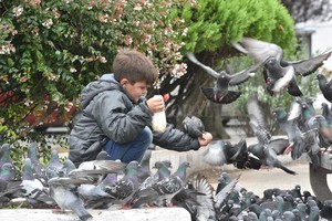 ELLITORAL_264690 |  Archivo El Litoral / Flavio Raina Lograr un equilibrio poblacional de palomas urbanas con el mayor grado de eficacia posible y respetando la coexistencia con las personas, es uno de los objetivos centrales del proyecto.