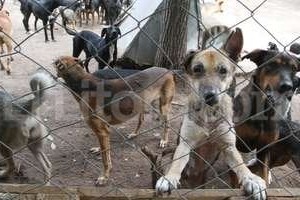 Archivo El Litoral/Guillermo Di Salvatore Una oportunidad. Es lo que piden estos perros. Muchos son viejos y nunca conocieron el calor de un hogar.