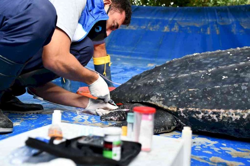 ELLITORAL_440579 |  Gentileza Mundo Marino D.R