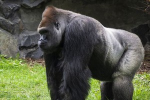 ELLITORAL_433185 |  Captura D.R