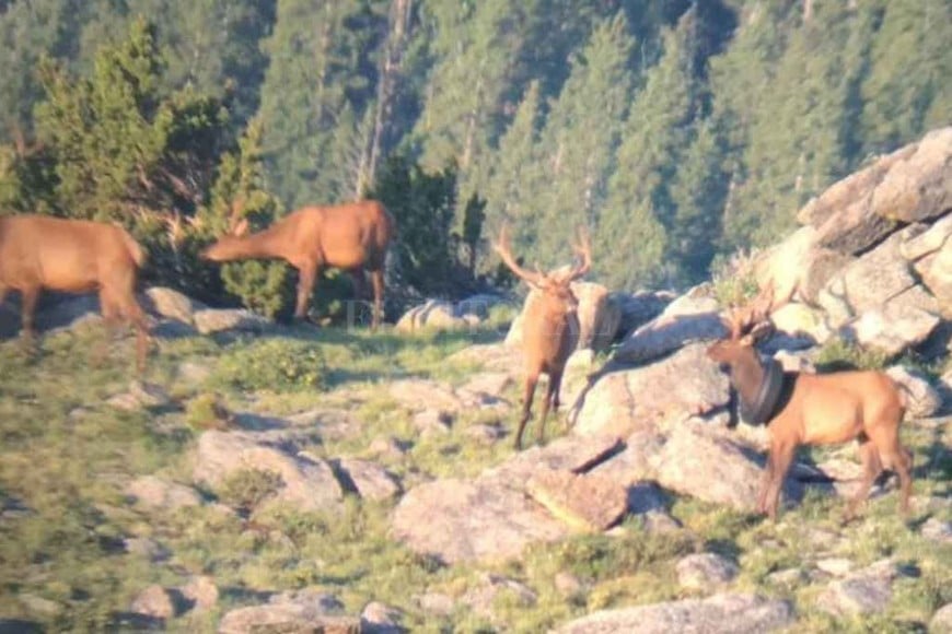 ELLITORAL_410108 |  Gentileza