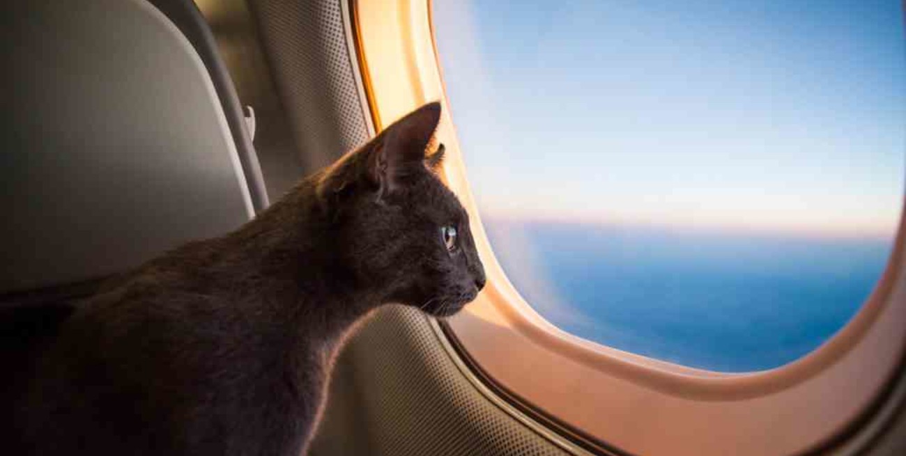 Bizarro: una mujer fue descubierta amamantando a un gato en un avión en pleno vuelo