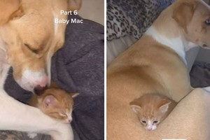 ELLITORAL_436384 |  Gentileza D.R