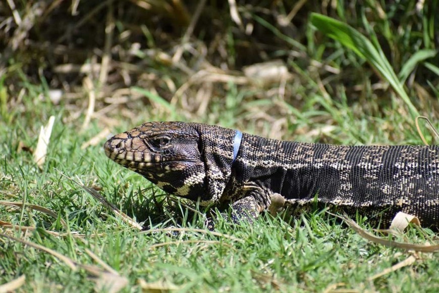 ELLITORAL_423624 |  Pablo Asaroff (Gentileza). Lagarto overo (Salvator merianae) con un anillo de seguridad de una botella estrangulándolo alrededor de su cuello.
