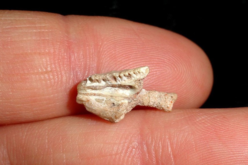 ELLITORAL_407226 |  Prensa Fundación Azara Fósil de Paleochelco occultato, sostenido entre dos dedos.