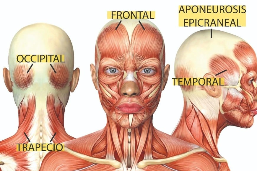 ELLITORAL_409714 |   Algunos de los músculos de la cabeza y cuello,  que pueden producir dolor.