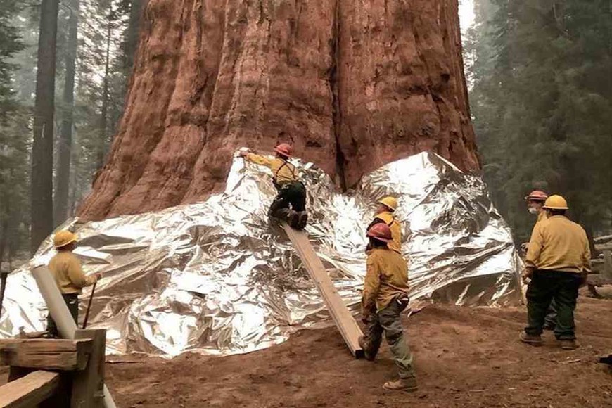 ELLITORAL_405490 |  Twitter Este imponente árbol fue cubierto en láminas cortafuego la semana pasada como precaución.