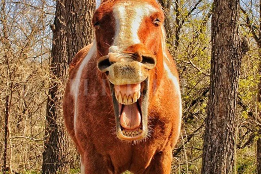 ELLITORAL_423932 |  Gentileza Mary Ellis por ?I said Good Morning?