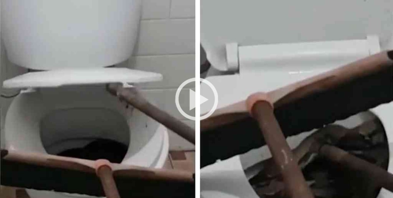 Video: fue al baño y encontró una serpiente de tres metros en su inodoro 