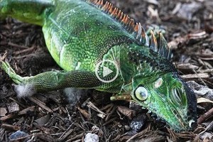 Captura de video D.R