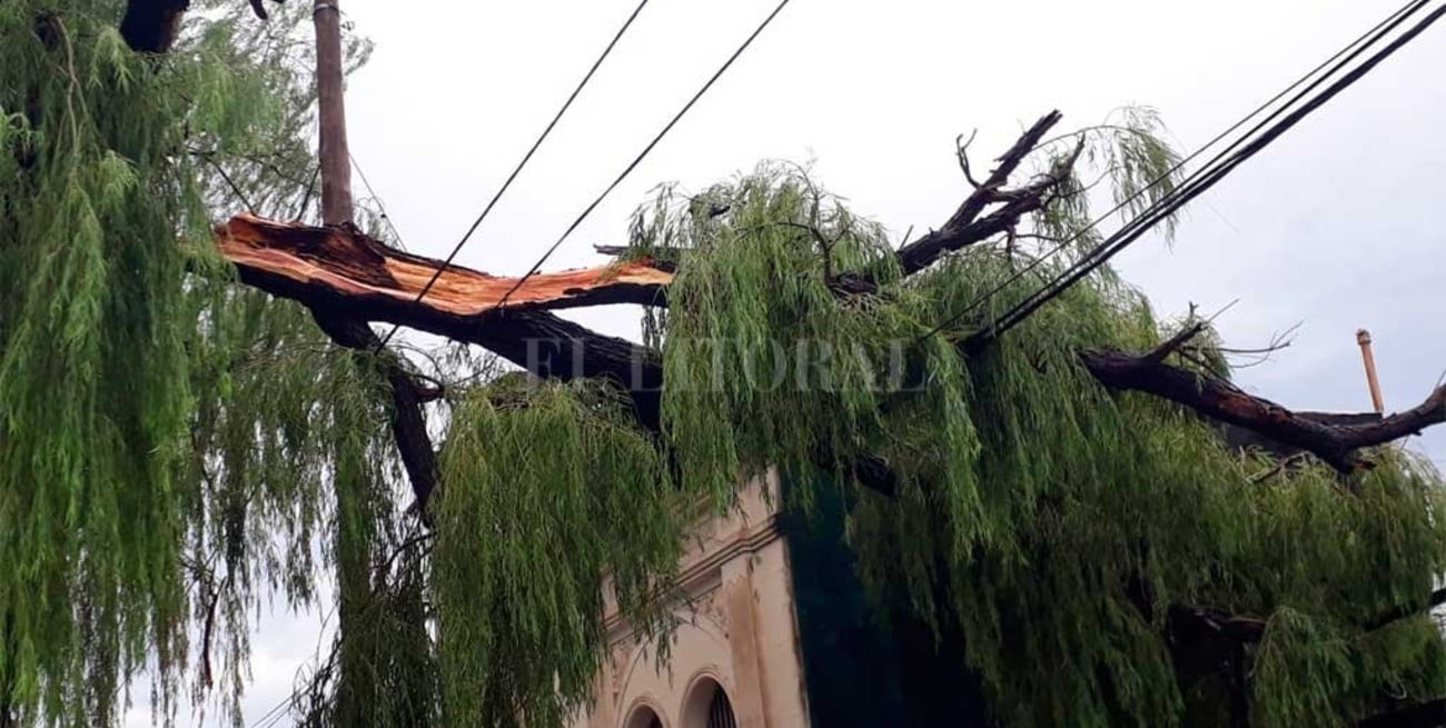 Una enorme rama cayó sobre una casa de barrio Barranquitas y otra quedó suspendida sobre los cables 
