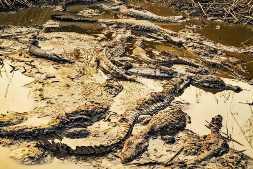 ELLITORAL_438524 |  Gentileza D.R