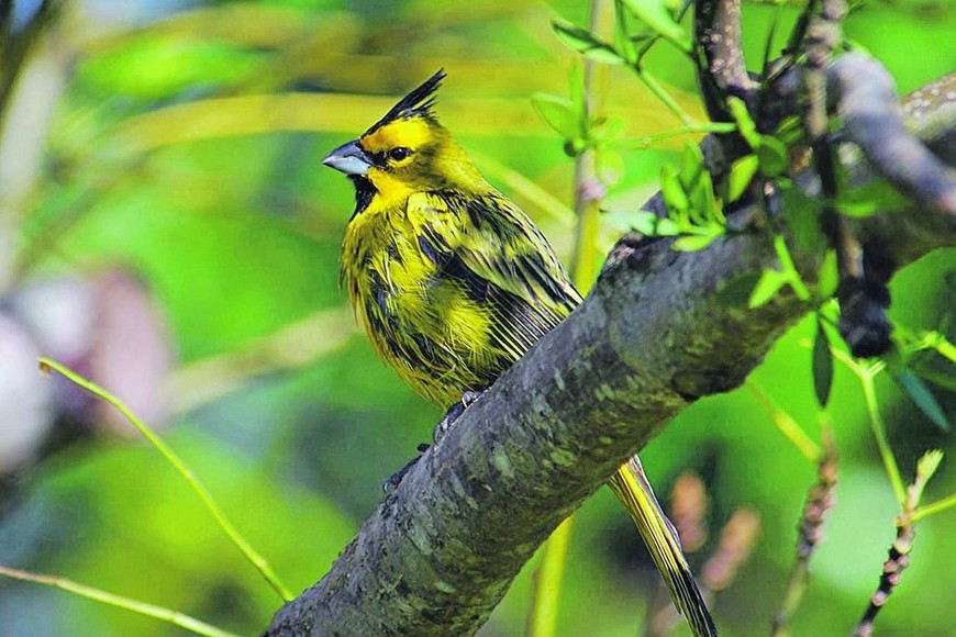 ELLITORAL_264501 |  Gentileza Instituto Nacional de Limnología El cardenal amarillo, una de las 17 especies que se encuentran amenazadas.