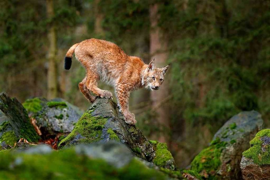 ELLITORAL_440838 |  Imagen Ilustrativa D.R