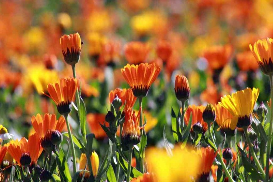 ELLITORAL_440839 |  Imagen Ilustrativa D.R