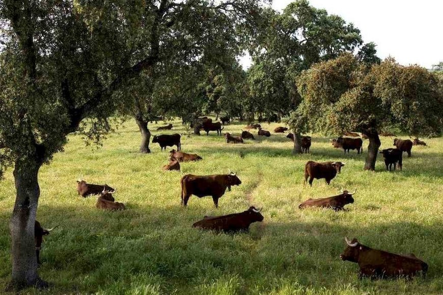 ELLITORAL_440842 |  Imagen Ilustrativa D.R