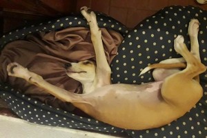 Enrique Ludueña CASADORES DE IMÁGENES -  La Lula, haciendo yoga