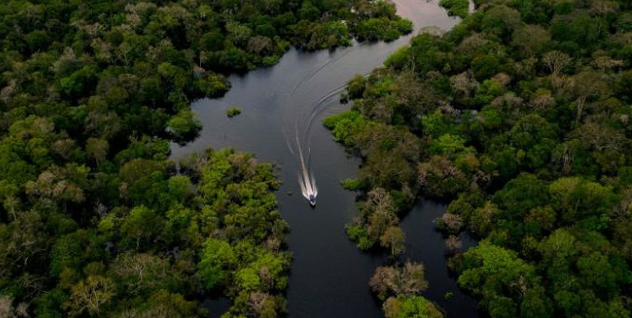 Aseguran que la selva del Amazonas podría convertirse en una sabana