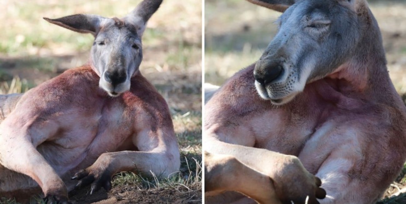 Hay millones de canguros en Australia, pero "Buff" es viral por sus músculos
