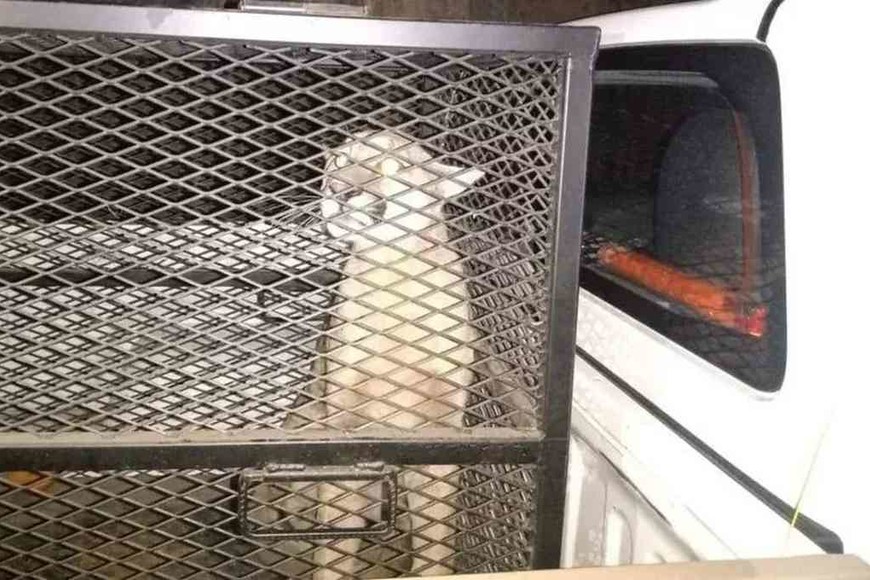 ELLITORAL_447589 |  Gentileza El animal fue trasladado al área de Fauna.