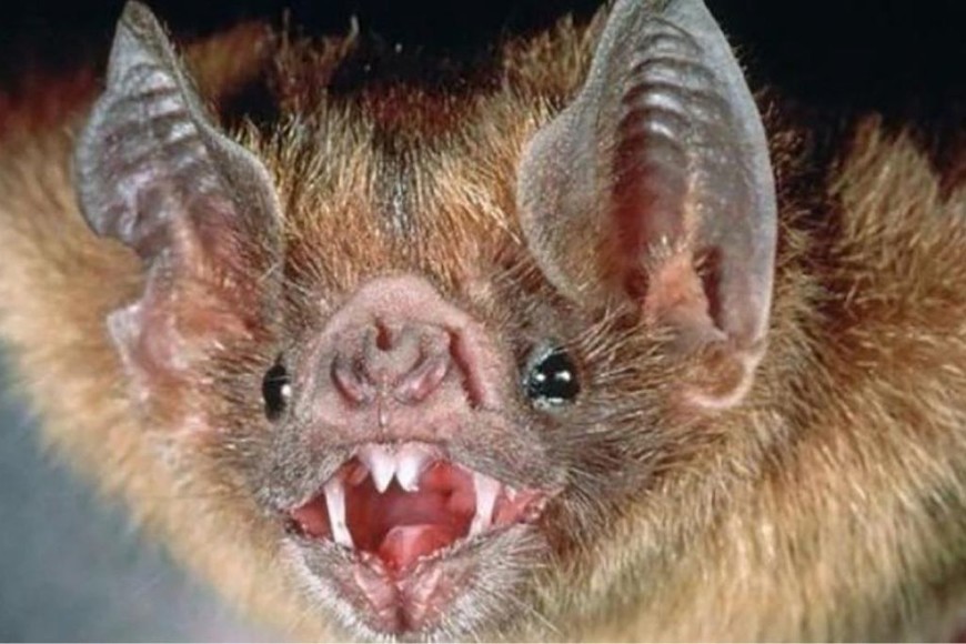 ELLITORAL_446768 |  Gentileza D.R