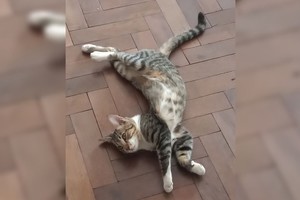 Sonia Gualini CAZADORES DE IMÁGENES -  ´Mía´ elongando