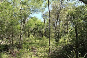 Los bosques nativos son ambientes diversos donde conviven plantas, animales, hongos e infinidad de seres vivos que escapan a nuestra percepción. Allí se dan miles de relaciones biológicas en el complejo equilibrio de la naturaleza.