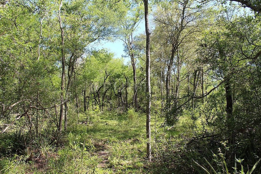 ELLITORAL_444877 |   Los bosques nativos son ambientes diversos donde conviven plantas, animales, hongos e infinidad de seres vivos que escapan a nuestra percepción. Allí se dan miles de relaciones biológicas en el complejo equilibrio de la naturaleza.