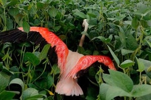 ELLITORAL_445692 |  Twitter @Fabrimanf D.R