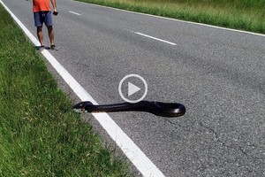 ELLITORAL_442781 |   D.R