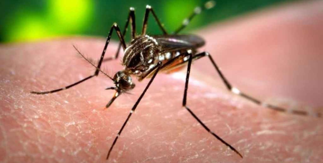 Confirman el primer caso de dengue del año en Córdoba