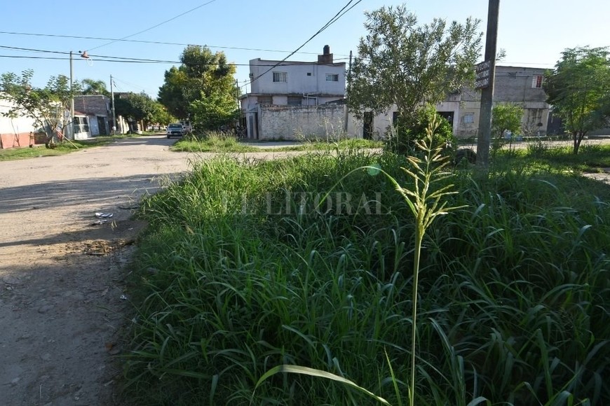 ELLITORAL_444721 |  Pablo Aguirre Yuyal. La vegetación tapa los zanjones.