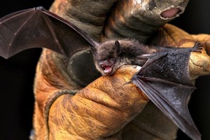 ELLITORAL_446766 |  Gentileza Imagen ilustrativa.