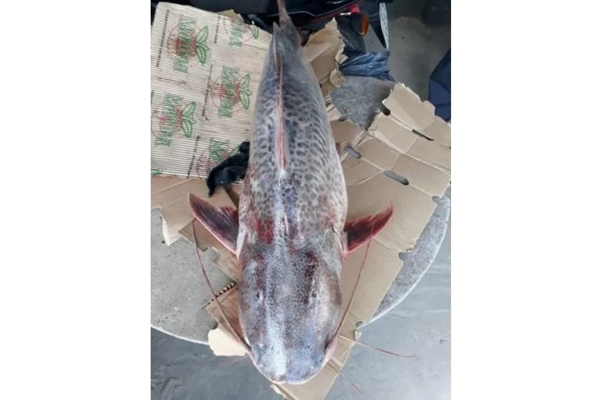 ELLITORAL_445964 |  Gentileza D.R