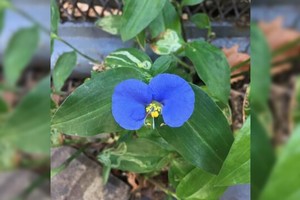 María A. Villoldo CASADORES DE IMÁGENES - La bella flor Santa Lucía