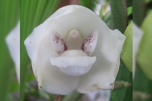 Analía Escobar CASADORES DE IMÁGENES -  Orquídea conocida como la flor del Espíritu Santo