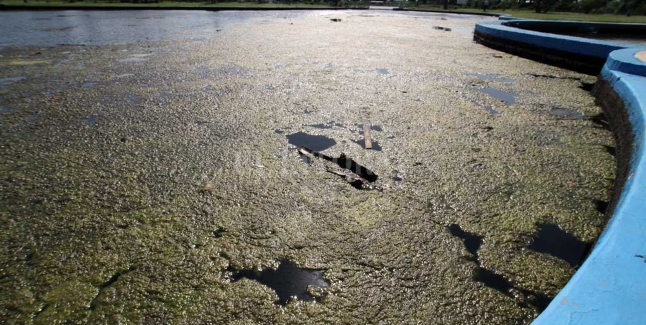 El misterio de las algas venenosas en el lago  del Parque Sur y un "adivinador de futuros"