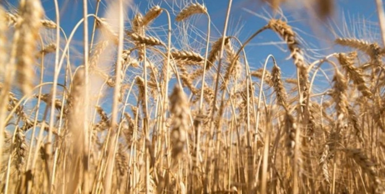 "La siembra de trigo está en jaque", aseguran desde el campo